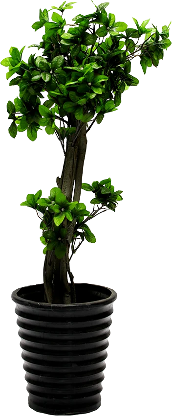 Planter 5